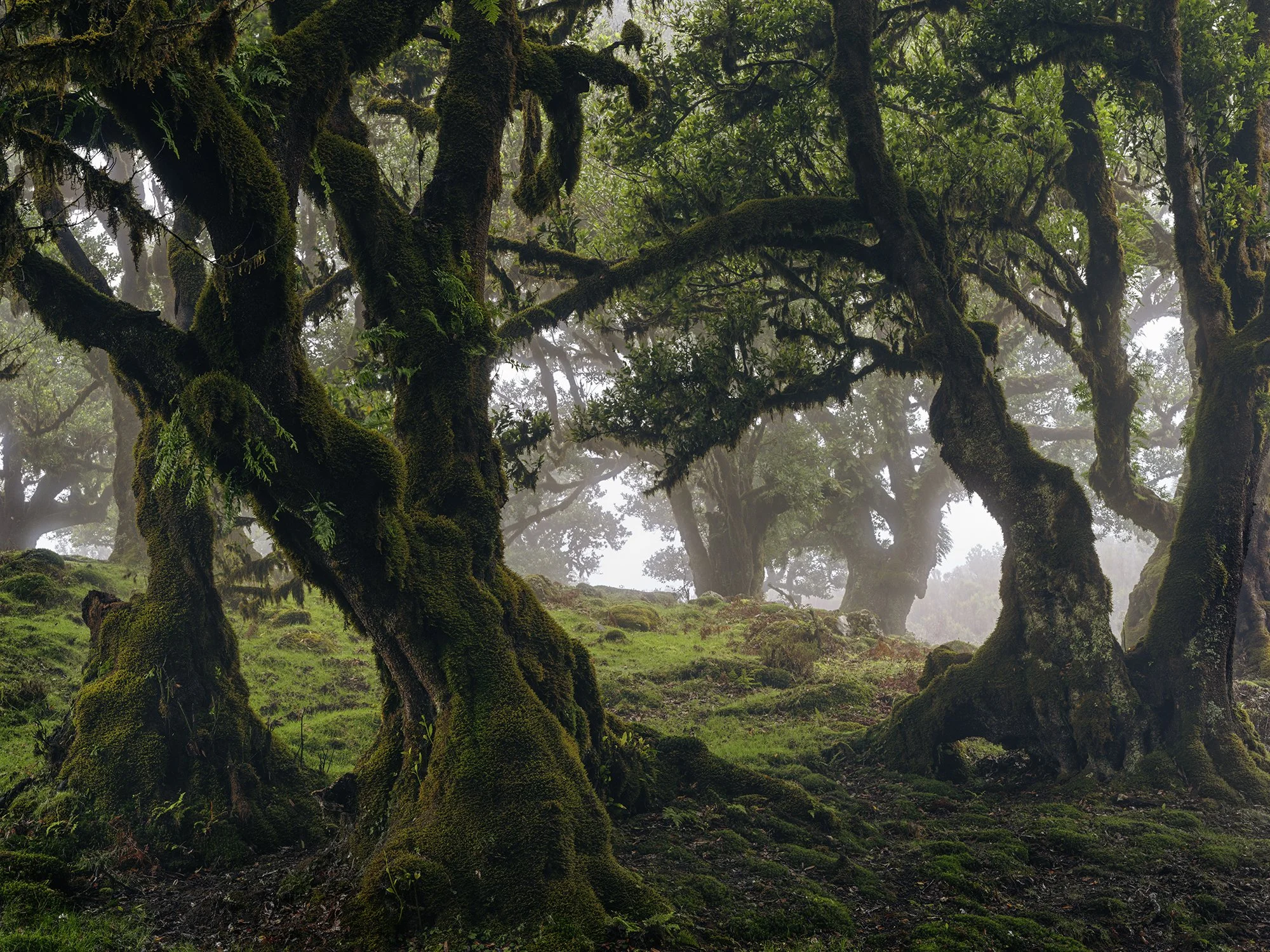 Intimate Landscapes — Hans Strand Photography